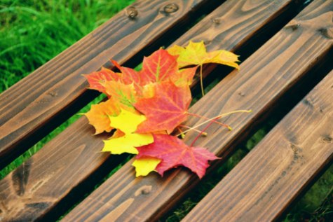 fall-foliage-maple-leaves-autumn-colours-emerge-226007